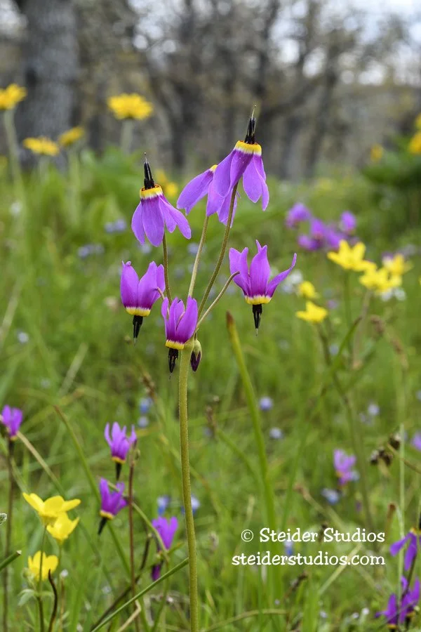 Steider Studios.Shooting Star.4.23.17-2.jpg