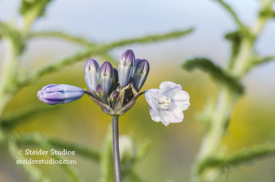 Steider Studios.Wildflower.4.28.14.jpg