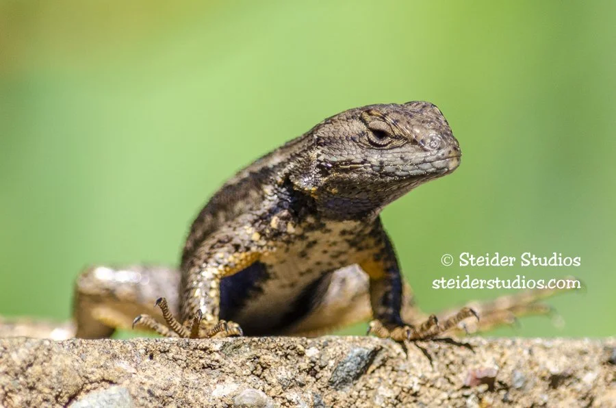 Steider Studios.Lizard.4.24.13.jpg