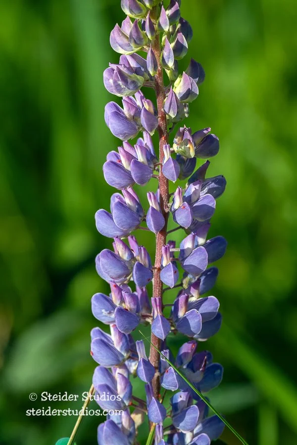 Steider Studios.Lupine.Red Spiders.6.23.20.jpg