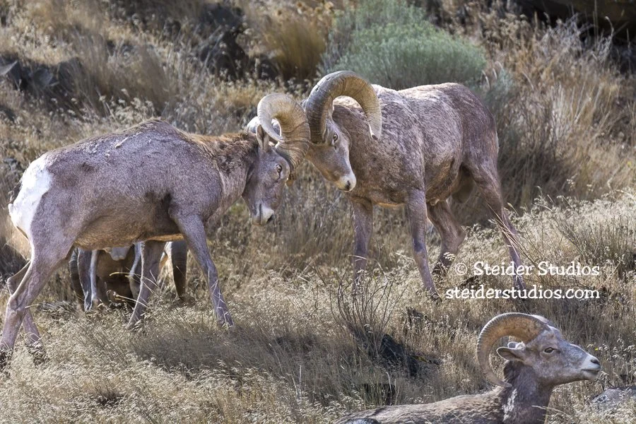 Steider Studios.Bighorn Sheep.9.13.15.jpg