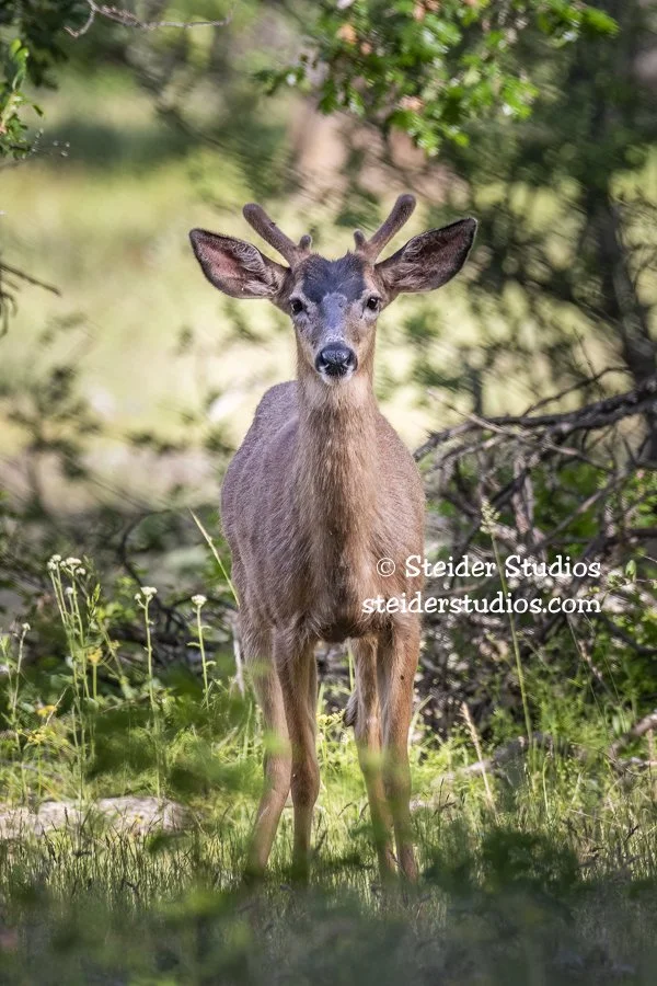 Steider Studios.Little Buck.6.3.18.jpg