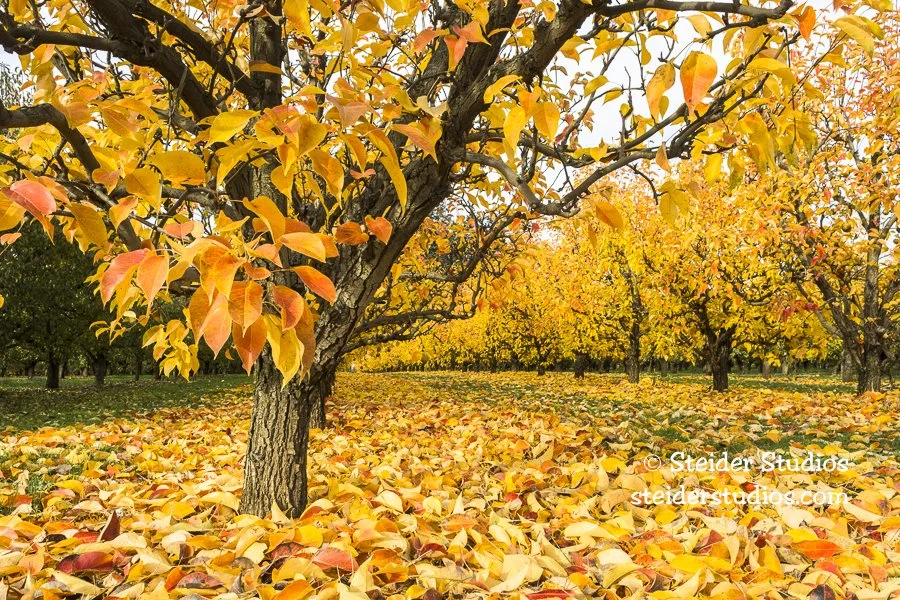 Steider Studios.Fall Pear Orchard PM.10.25.16-4.jpg