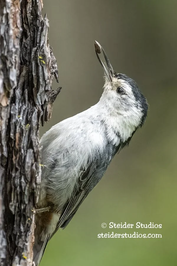 Steider Studios.WBNuthatch.Klick.Wild.Area.6.15.22.jpg