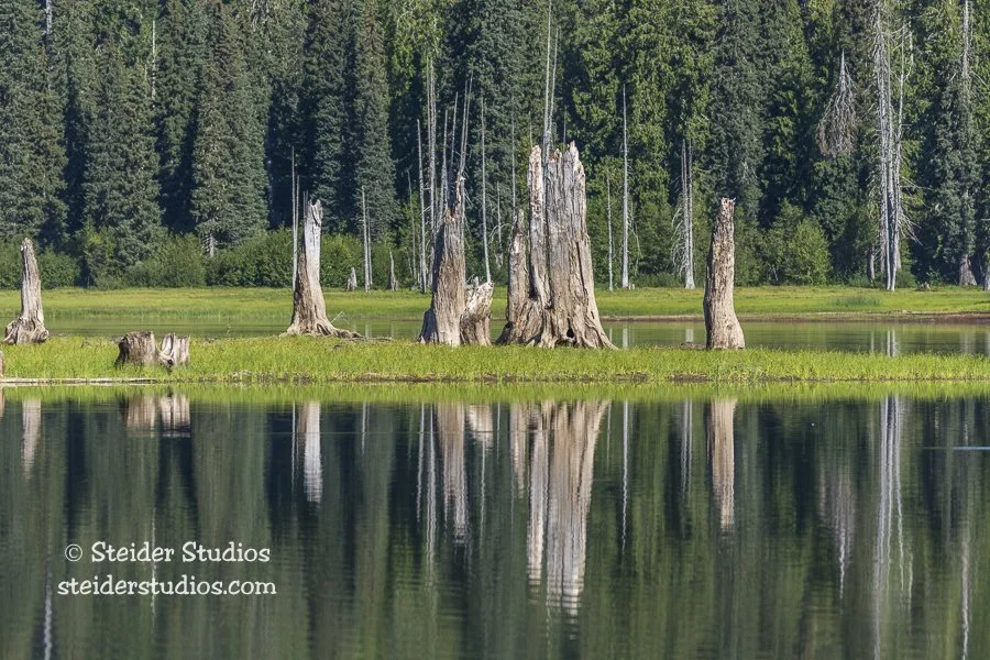 Steider Studios.Goose Lake Snags.8.26.16.jpg