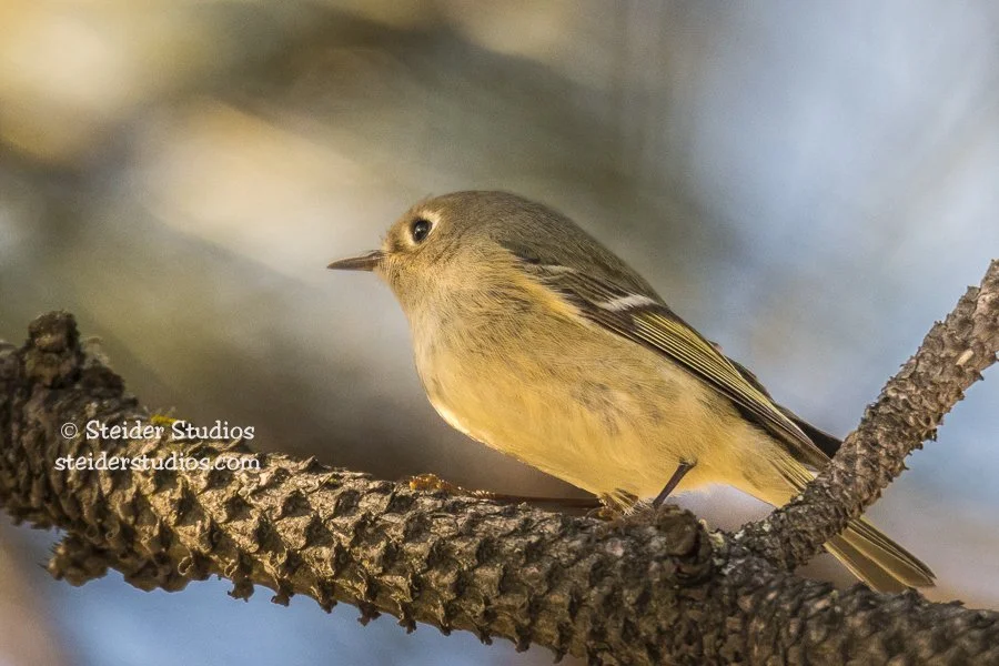 Steider Studios.Ruby-crowned Kinglet.RowLk.3.19.18.jpg