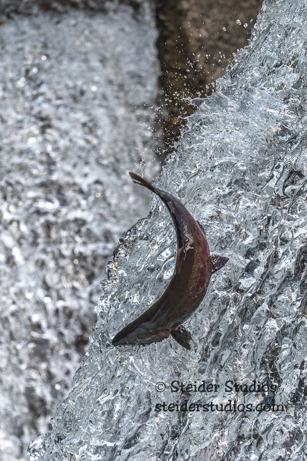 Steider Studios.Salmon Jumping.9.30.21-3.jpg