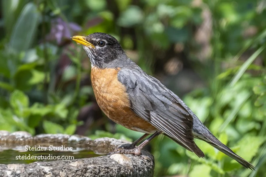 Steider Studios.Robin.5.31.19.jpg