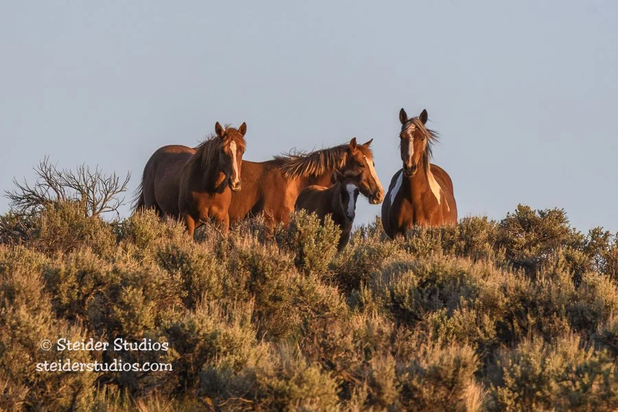 Wild Horses near Sunset