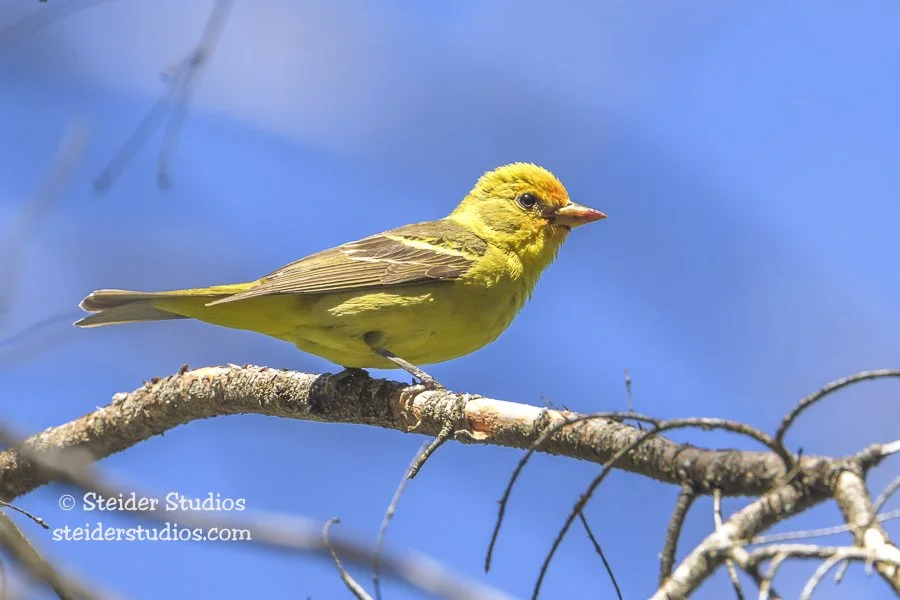 Steider Studios.Tanager.7.9.25.jpg