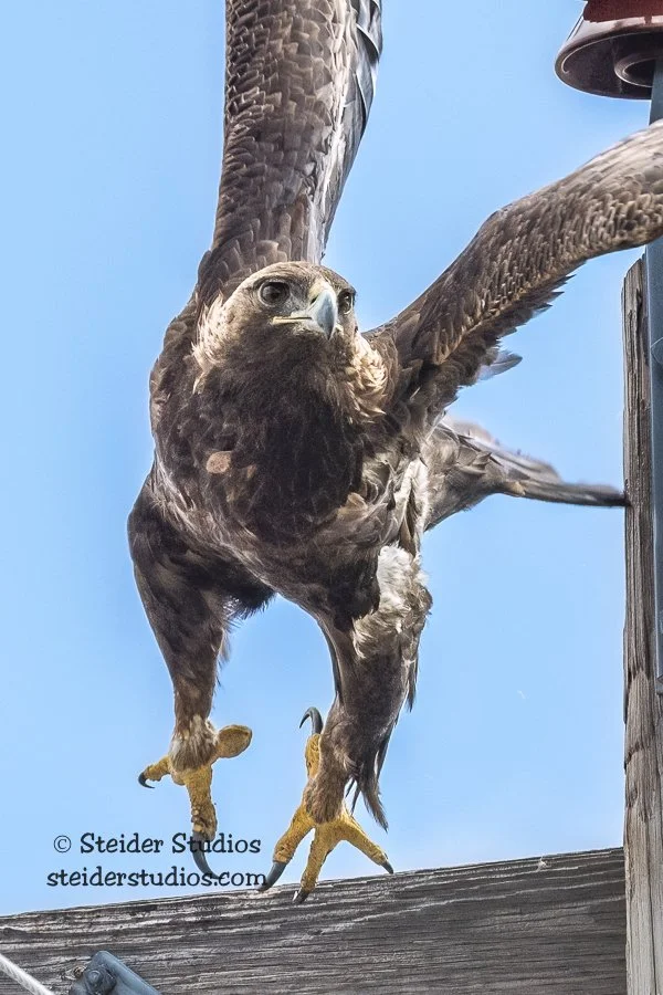 Steider Studios.Golden Eagle.4.16.19-2.jpg