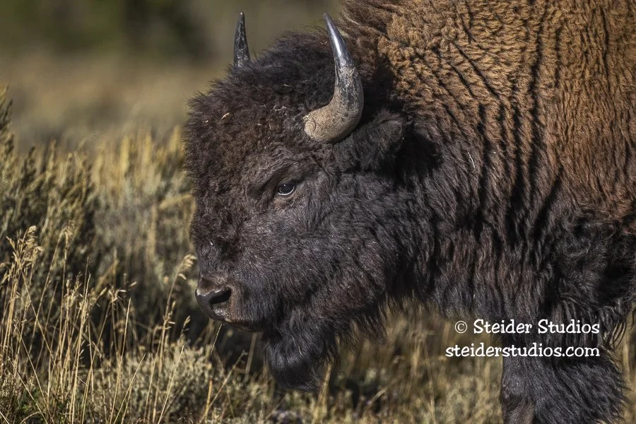 Steider Studios.Bison.9.20.22-2.jpg