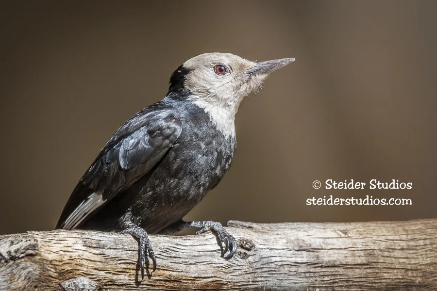 Steider Studios.White-headed Woodpecker.5.13.18.jpg