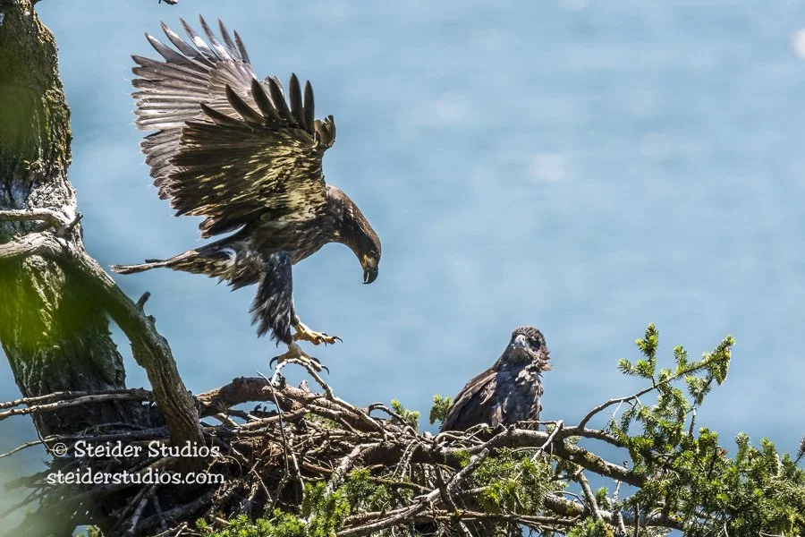 Steider Studios.Eaglet Learns to Fly.7.6.16-2.jpg