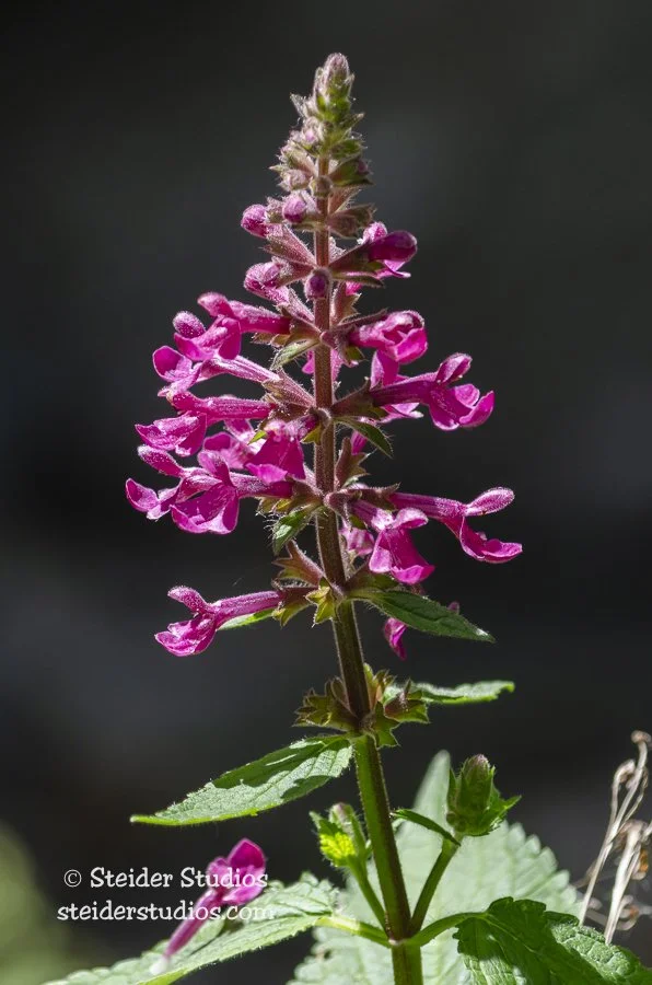 Steider Studios.Penstemon.Dog Crk.6.22.13.jpg