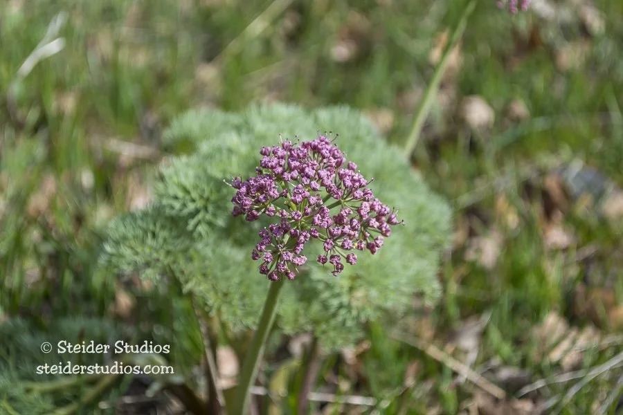 Steider Studios.Columbia Parsley3.5.16.jpg