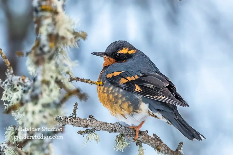 Steider Studios.Varied Thrush.2.22.19.jpg