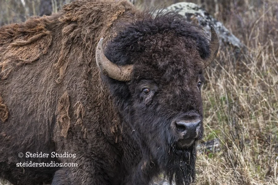Steider Studios.Bison Portrait.5.17.19.jpg