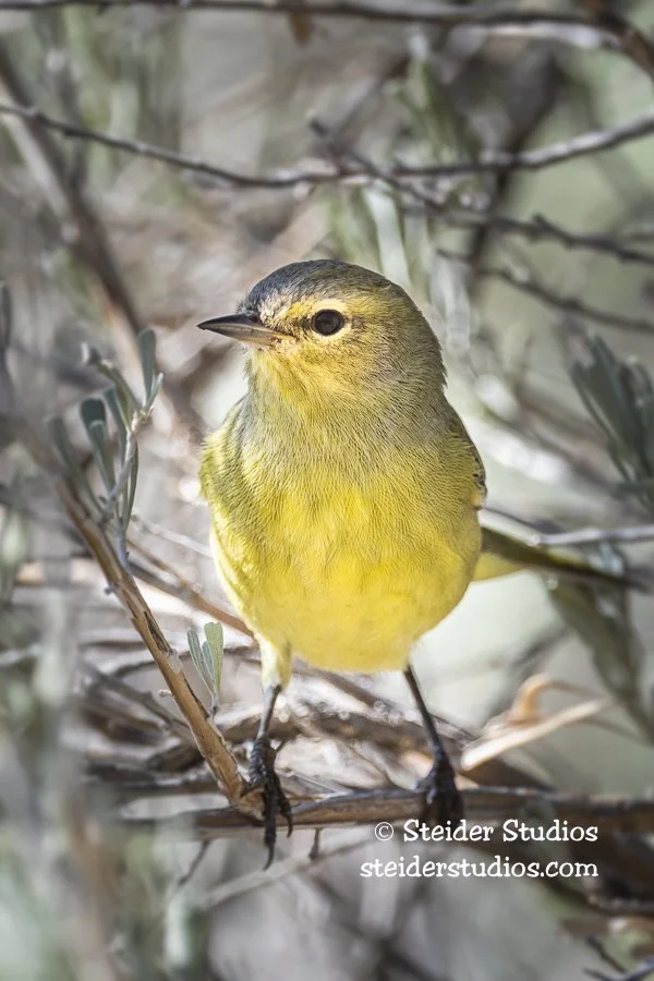 Steider Studios.Warbler.7.13.20-2.jpg