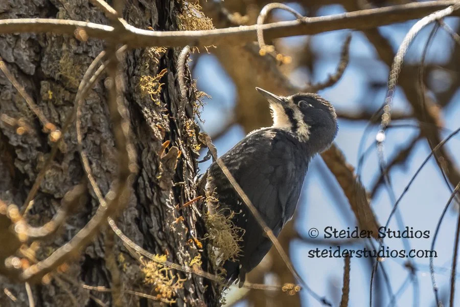 Black-backed Near Nest at Conboy NWR