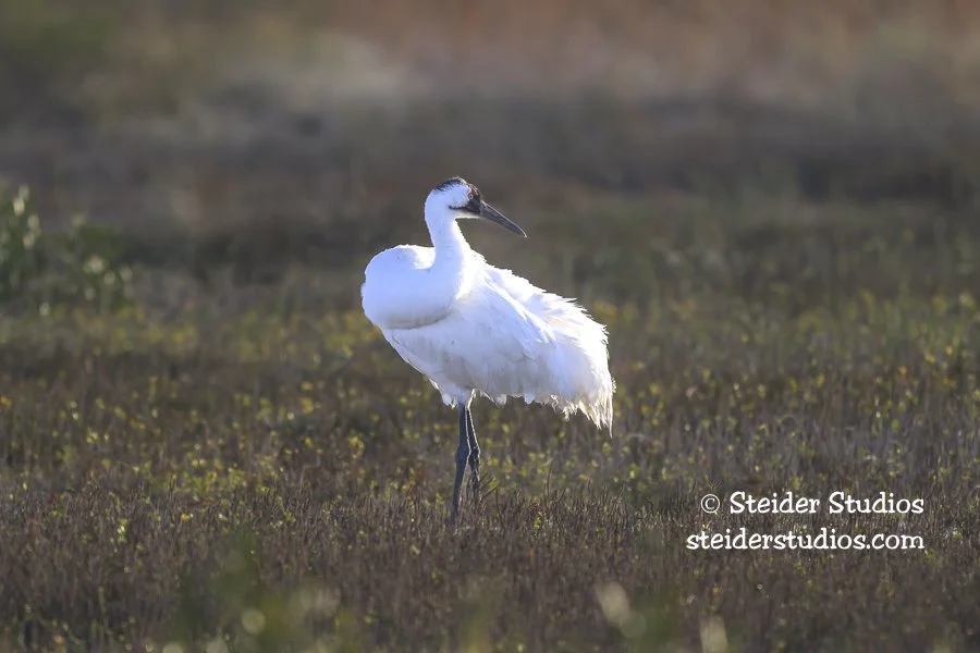 Steider Studios.Whooping Crane at Pond.1.27.26.jpg