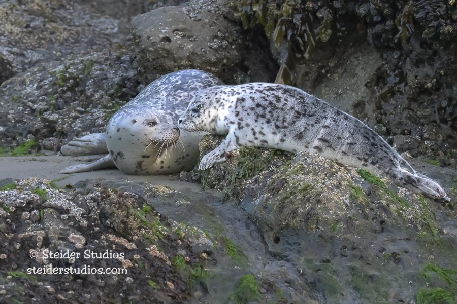 Steider Studios.Harbor Seal Pups.5.18.26-4.jpg