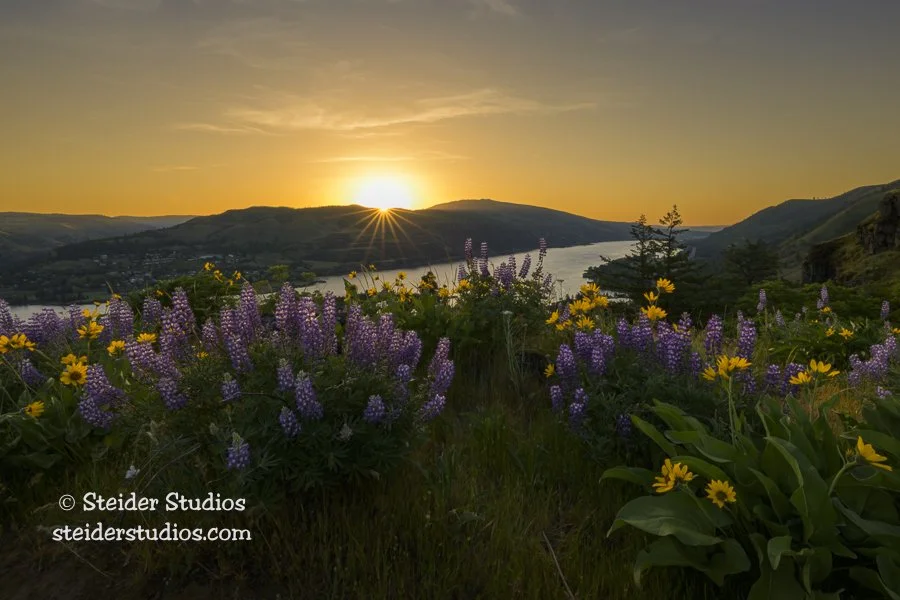 Steider Studios.Sunrise.Rowena.5.13.23.jpg