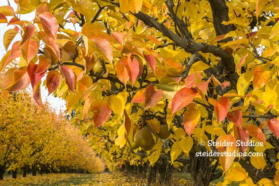 Steider Studios.Fall Pear Orchard PM.10.25.16-3.jpg
