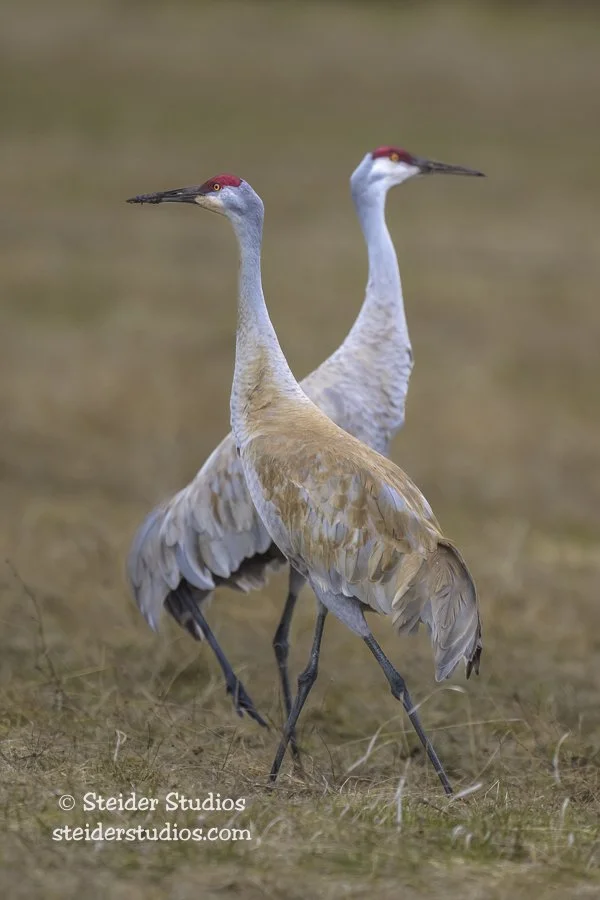 Steider Studios.Sandhill Crane Pair.4.20.23.jpg