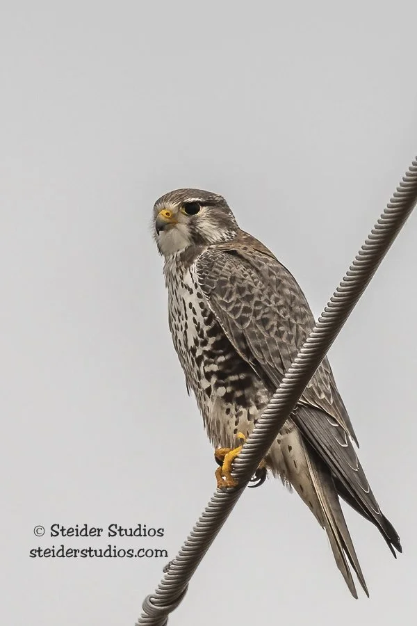 Steider Studios.Prairie Falcon.12.26.19.jpg