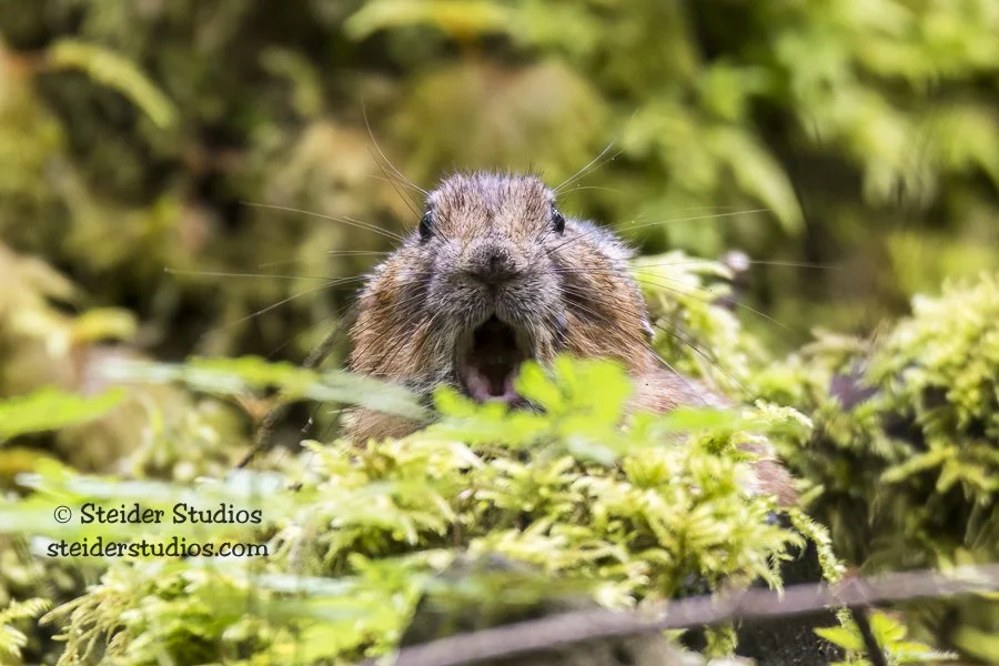 Steider Studios.Pika Talking.9.7.16-5.jpg