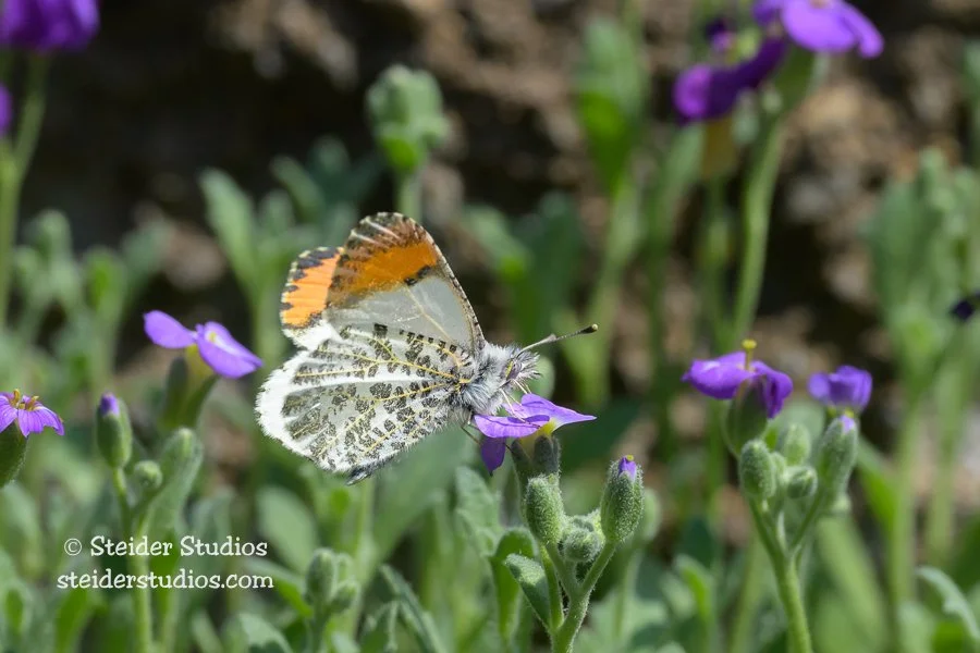 Steider Studios.Orangetip.5.18.23.jpg