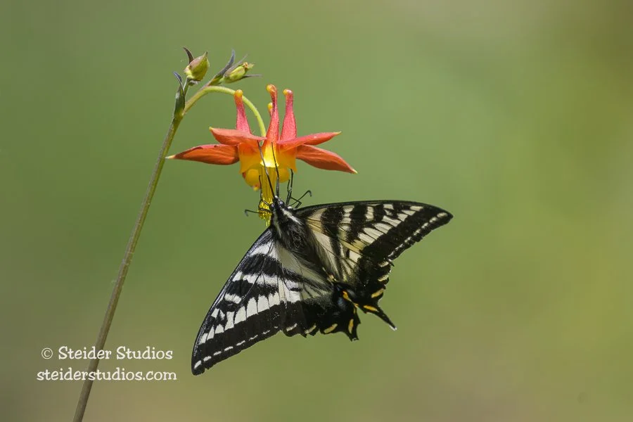 Steider Studios.Swallowtail on Columbine.6.4.23.jpg