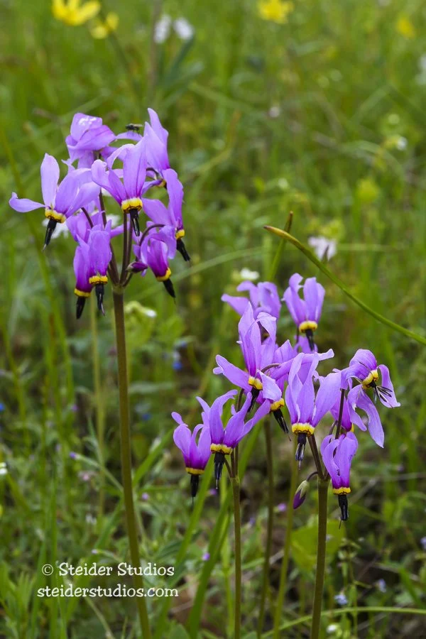 Steider Studios.Shooting Star.4.23.17.jpg