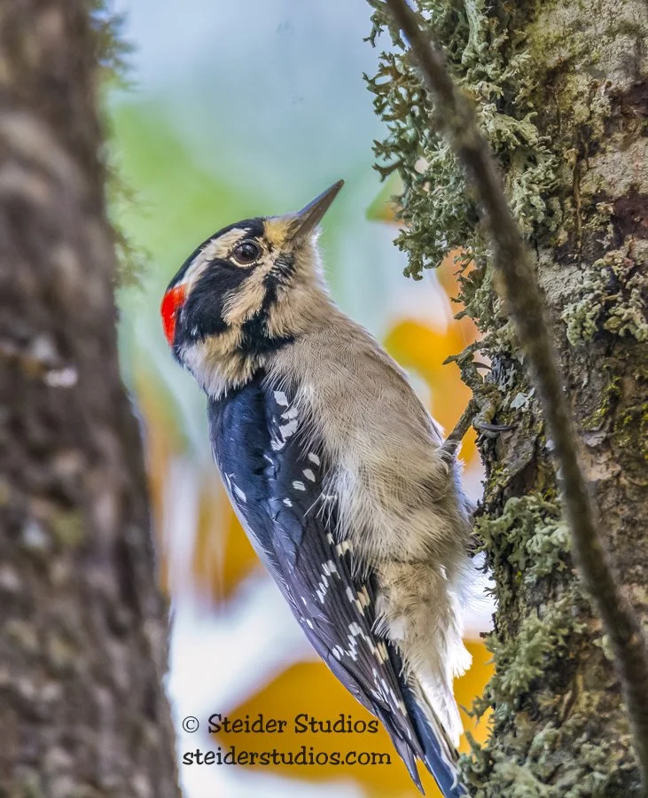 Steider Studios.Downy Woodpecker.10.8.14.jpg