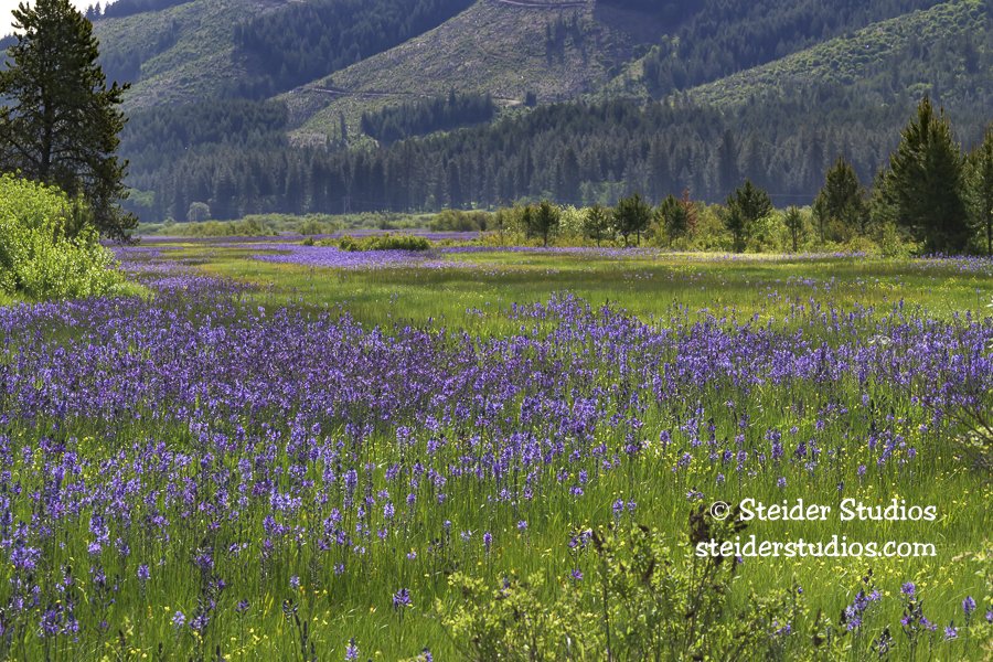 Steider Studios.Camas Field.5.18.25.jpg