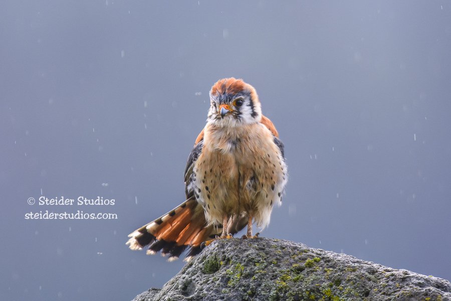 Kestrel about to Fly in Rain