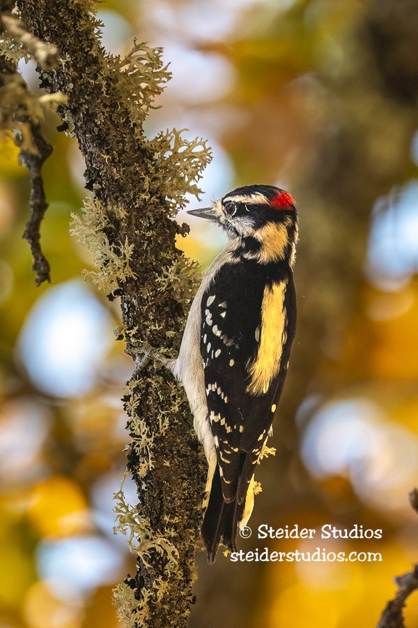 Steider Studios.Downy.Rowland.10.24.19.jpg