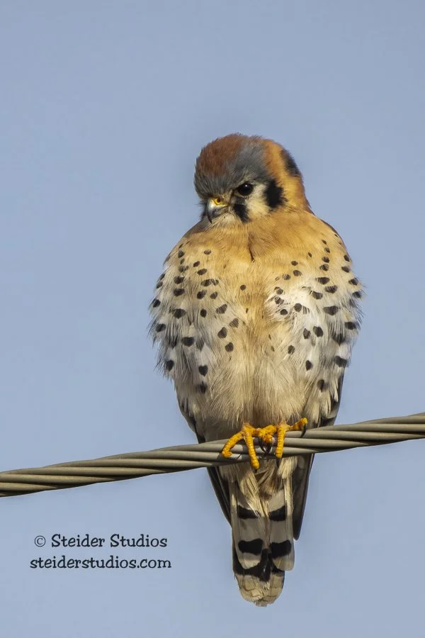 Steider Studios.Kestrel.12.15.22.jpg