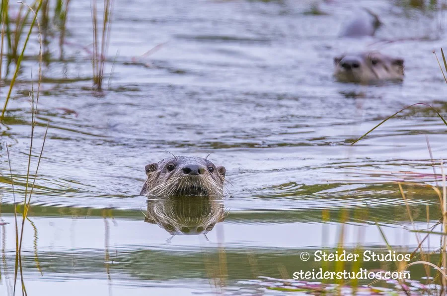 Steider Studios.River Otter.11.16.15-4.jpg