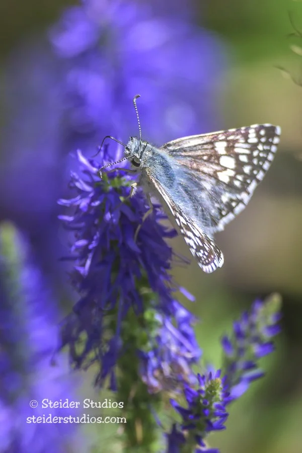 Steider Studios.Common Checkered Skipper.8.26.24.jpg