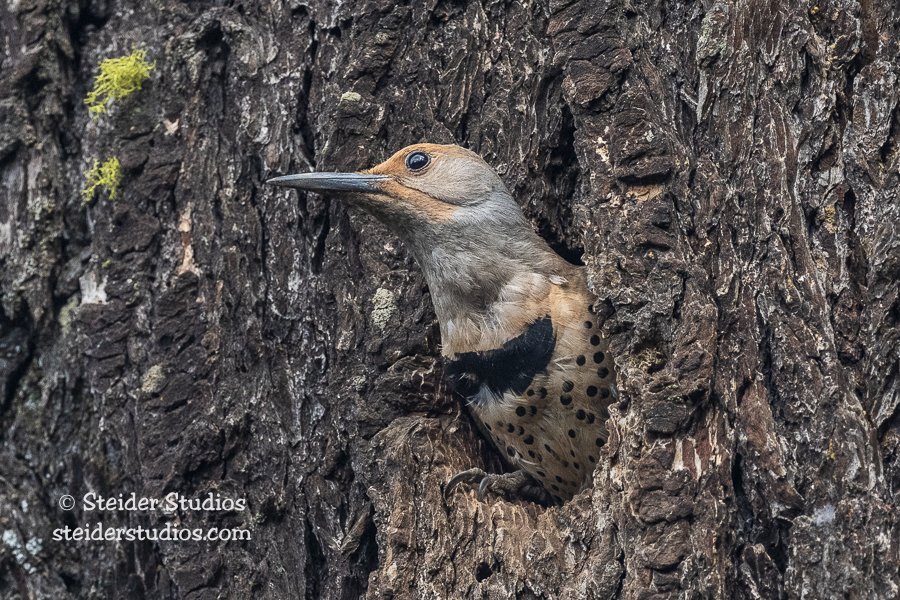 Steider Studios.Flicker.CRG.6.12.21.jpg