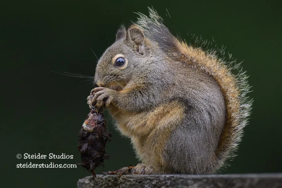 Steider Studios.Douglas Squirrel.4.20.23-2.jpg