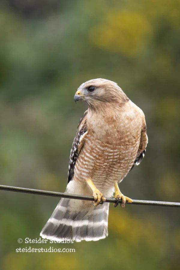 Steider Studios.RSHA.P.Reyes.5.17.18-3.jpg