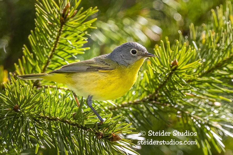 Steider Studios.Nashville Warbler.5.9.20.jpg