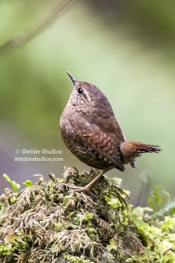 Steider Studios.Pacific Wren.Horsetail.3.23.17.jpg