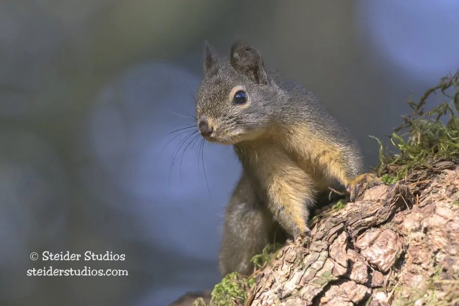 Steider Studios.Douglas Squirrel.4.8.26.jpg