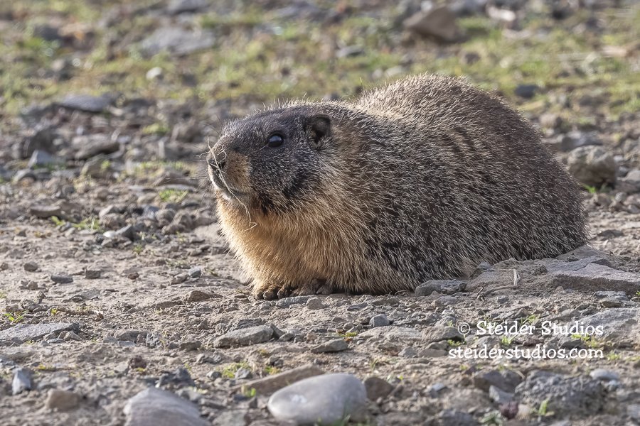 Steider Studios.Marmot.2.8.22.jpg