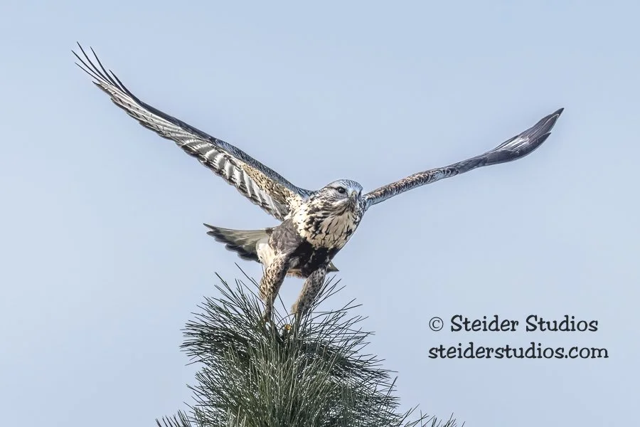 SteiderStudios.Rough-legged Hawk.11.8.21-2.jpg