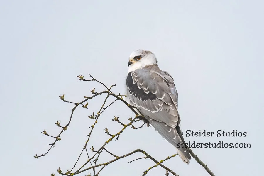 Steider Studios.White-tailed Kite.4.3.18-1.jpg